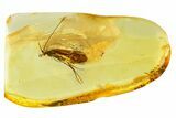 Detailed Fossil Caddisfly (Trichoptera) In Baltic Amber - Rare Genus #357919-1